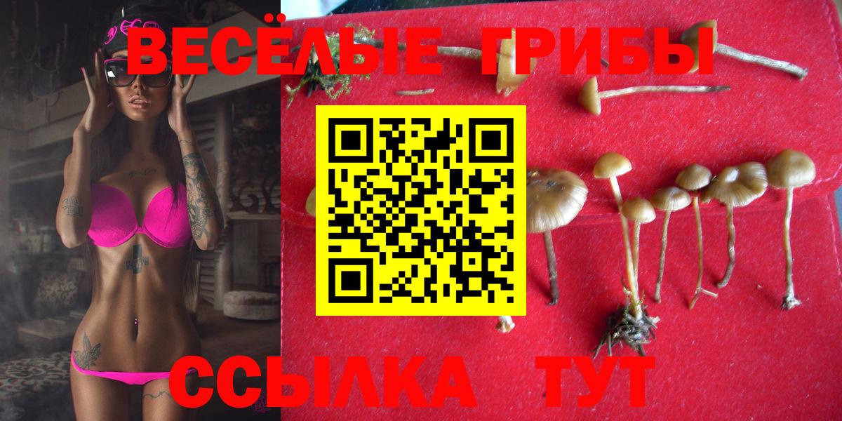 Псилоцибиновые грибы Cubensis  где продают   Губкин  Вход с VPN 